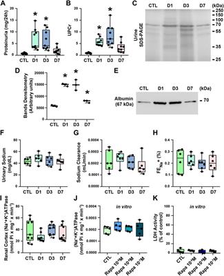 Rapamycin treatment induces tubular proteinuria: role of megalin-mediated protein reabsorption